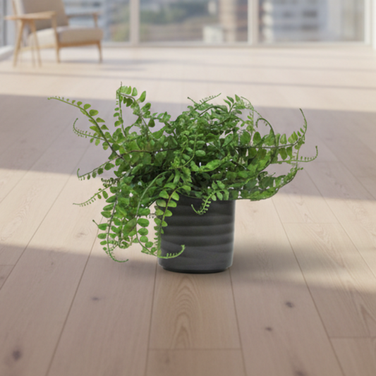 Fern Bush