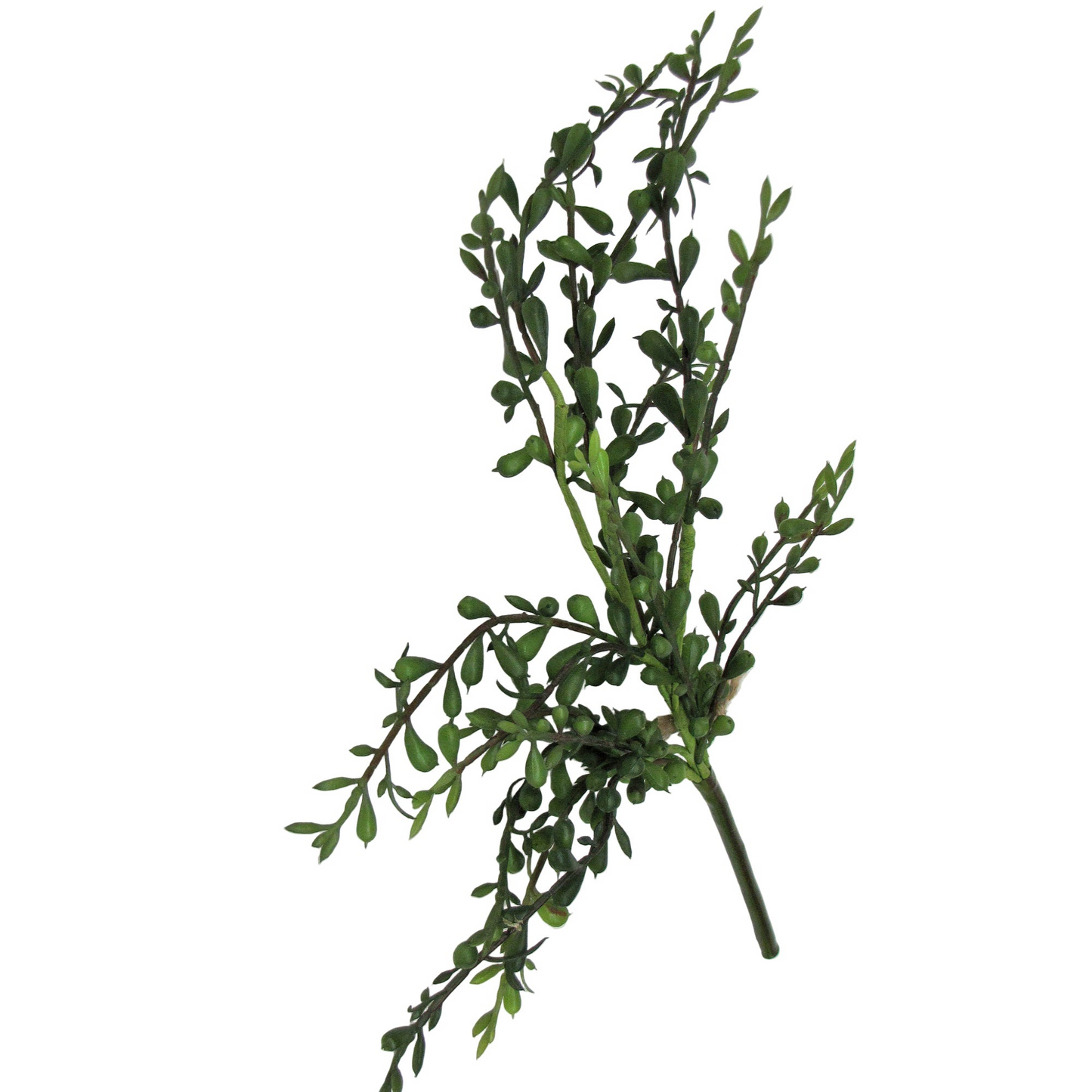 Spray de plantes succulentes pleureuses