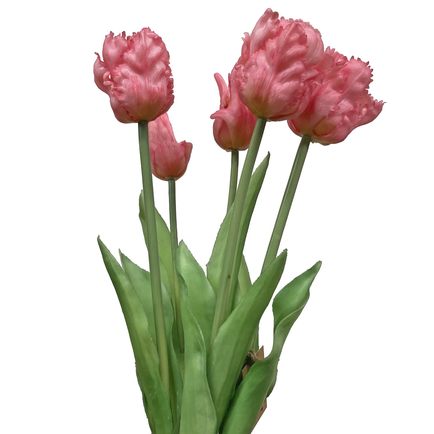 Parrot Tulip Bundle Light Pink