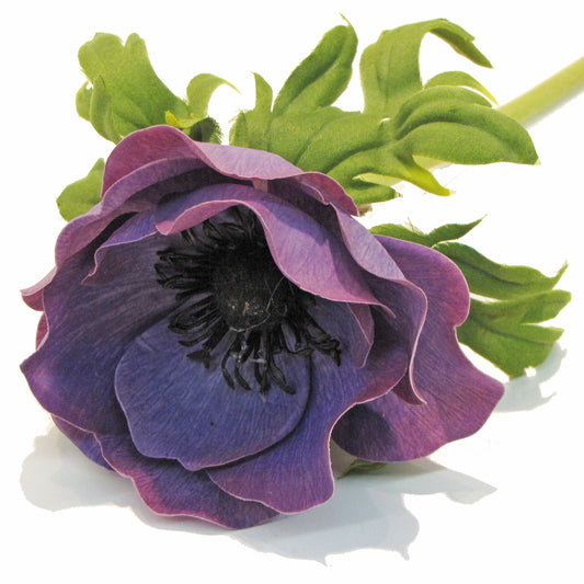 Anemone - Lavender/Blue