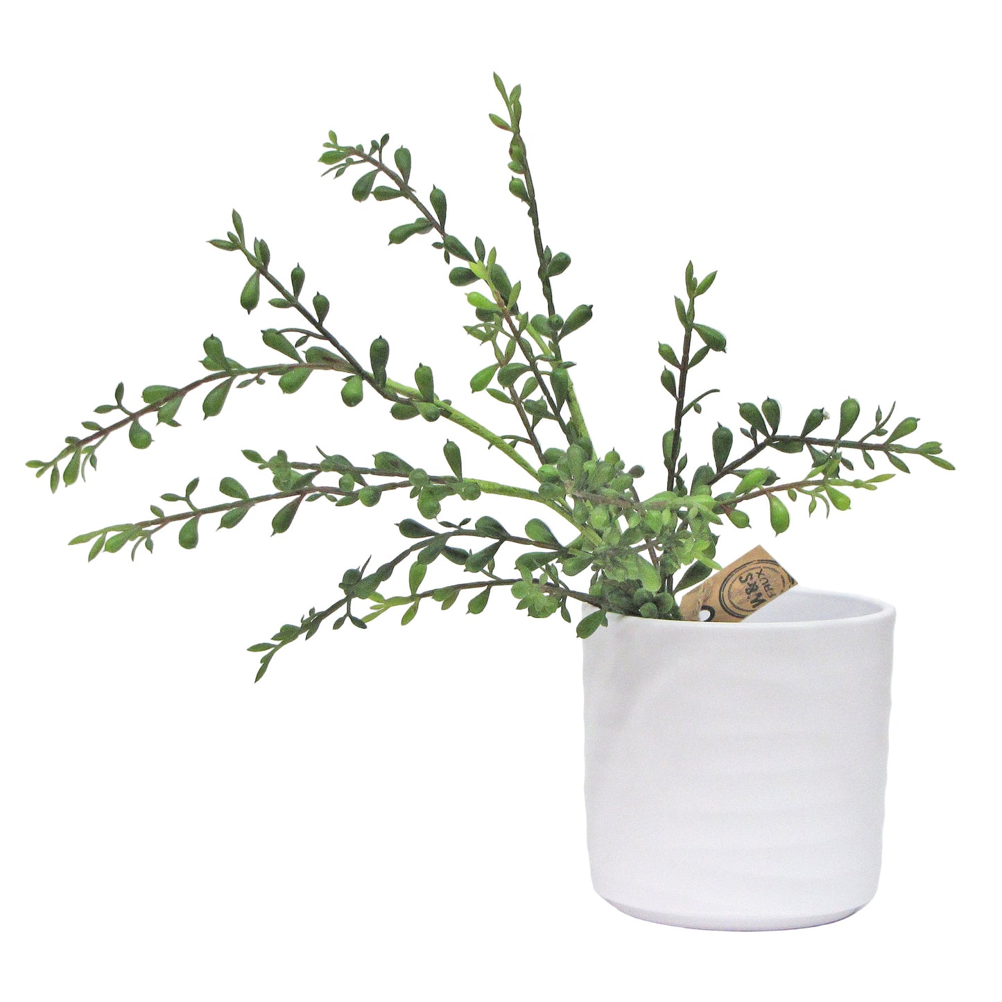 Spray de plantes succulentes pleureuses