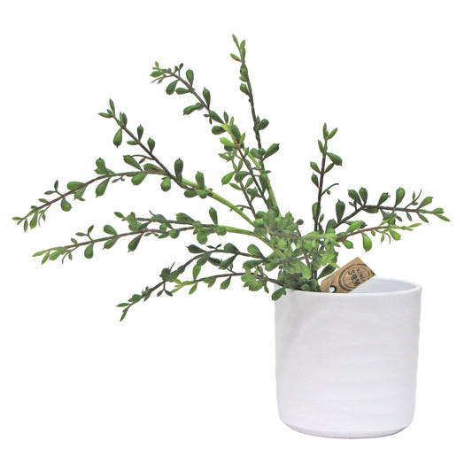 Spray de plantes succulentes pleureuses