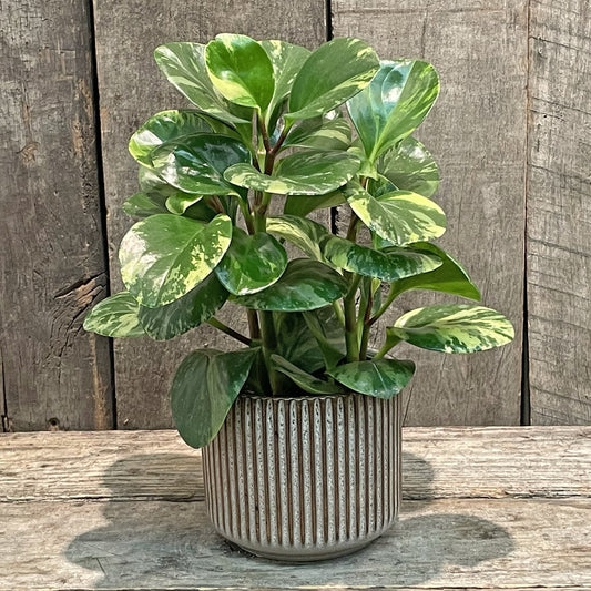 Jardinière en céramique taupe