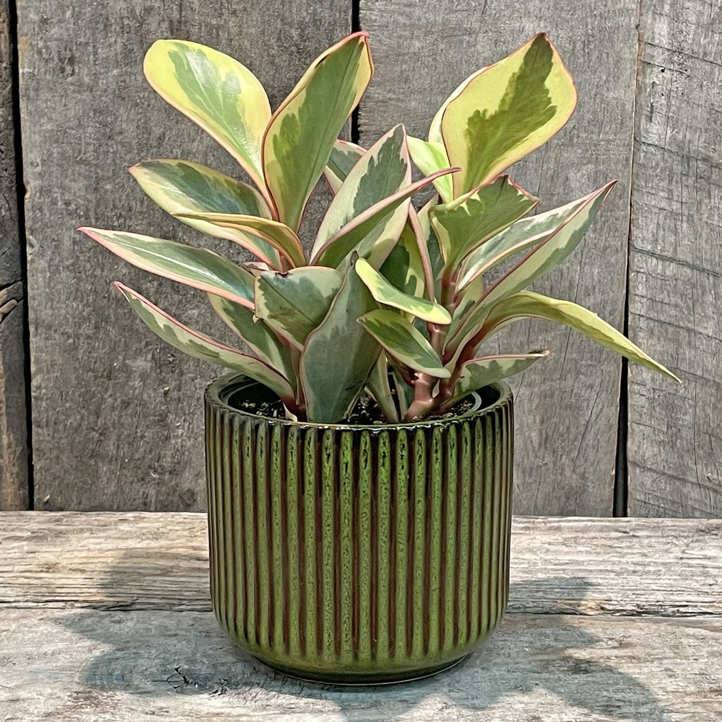 Jardinière en céramique verte