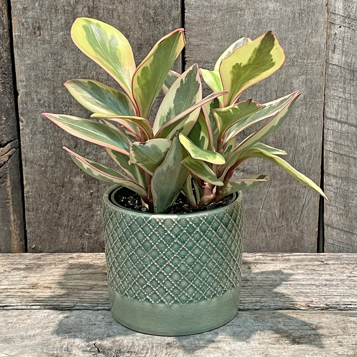 Jardinière en céramique avec motif croisé - Vert