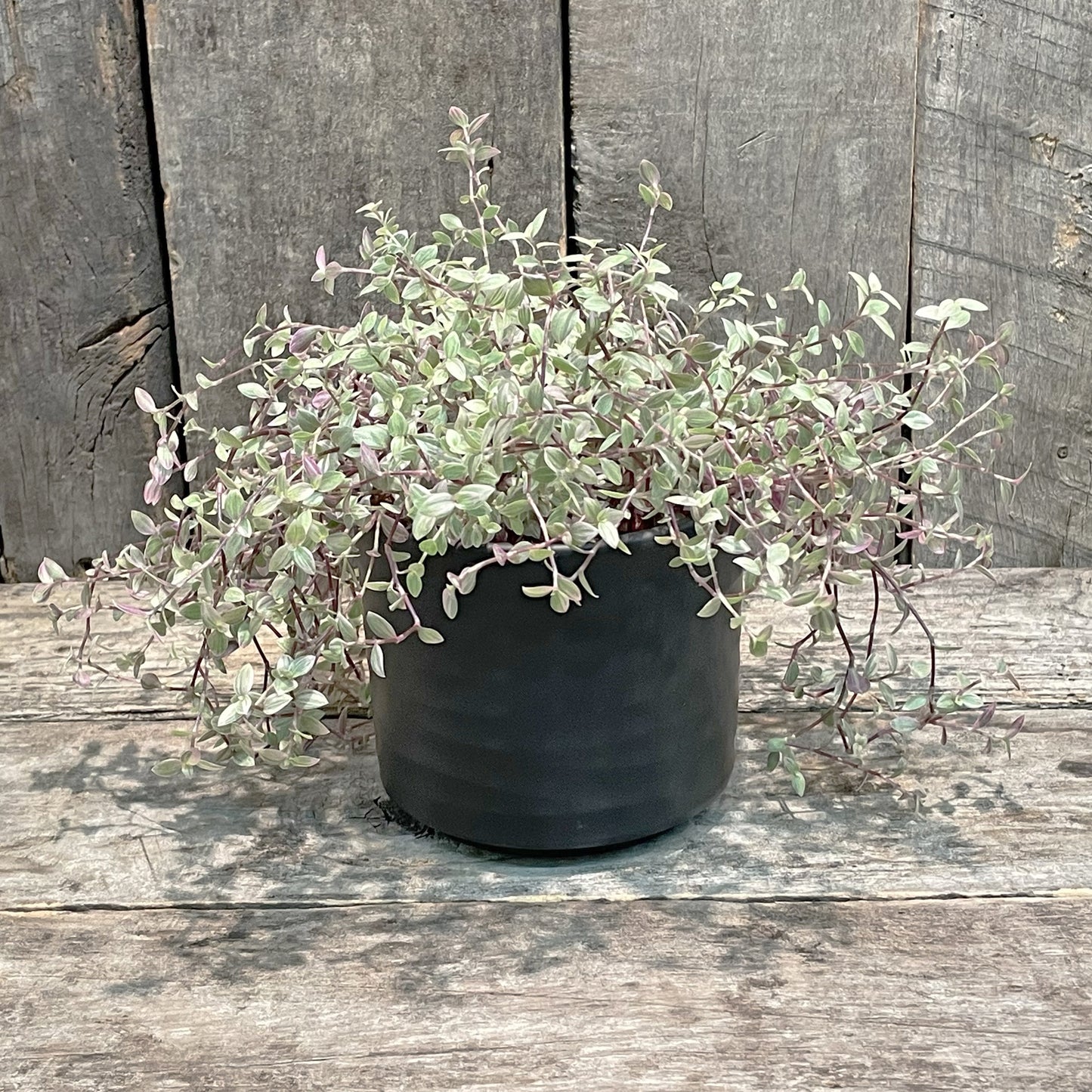 Jardinière Basic Noir