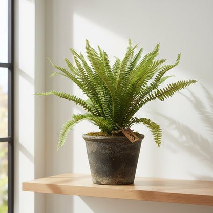 Boston Fern Bush