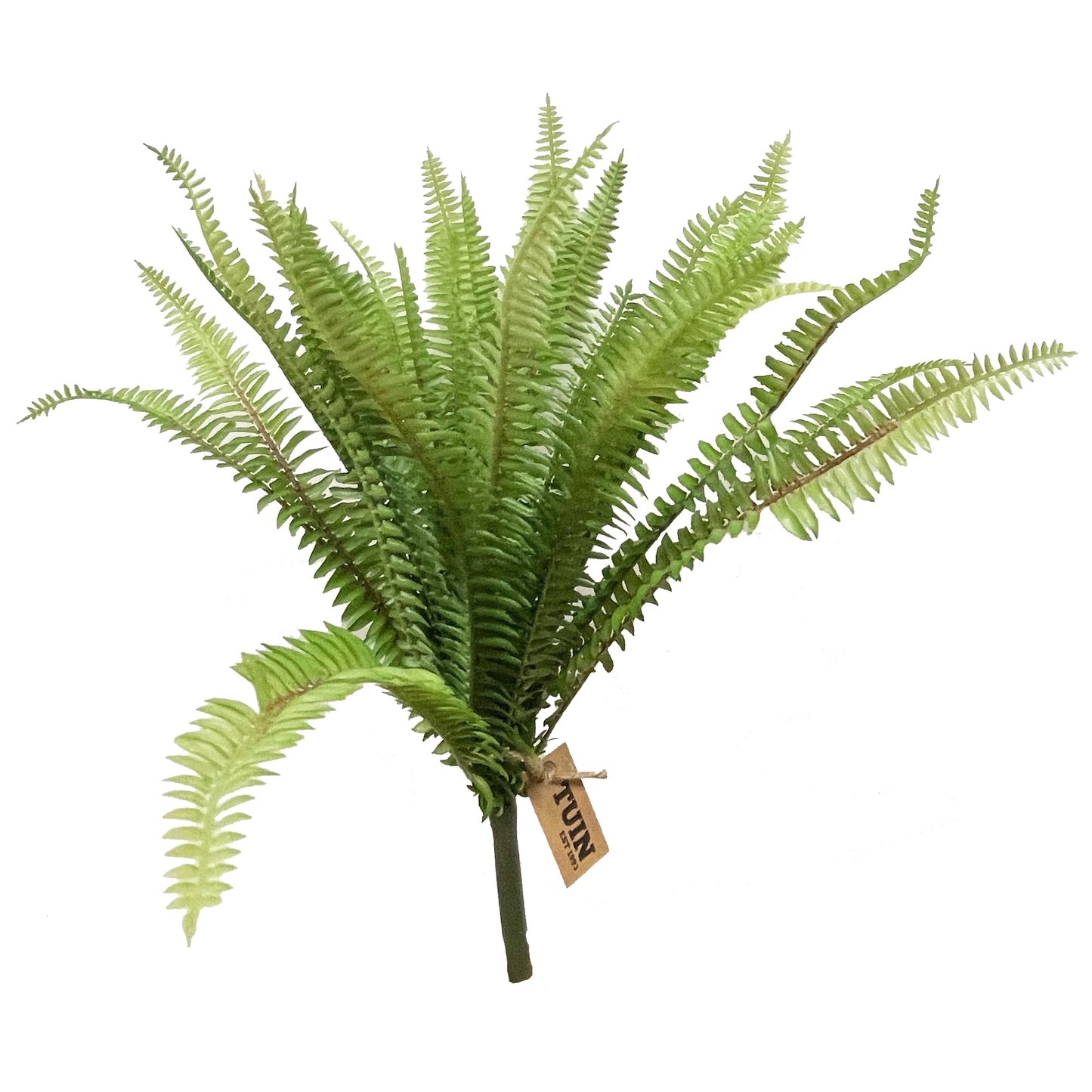 Boston Fern Bush