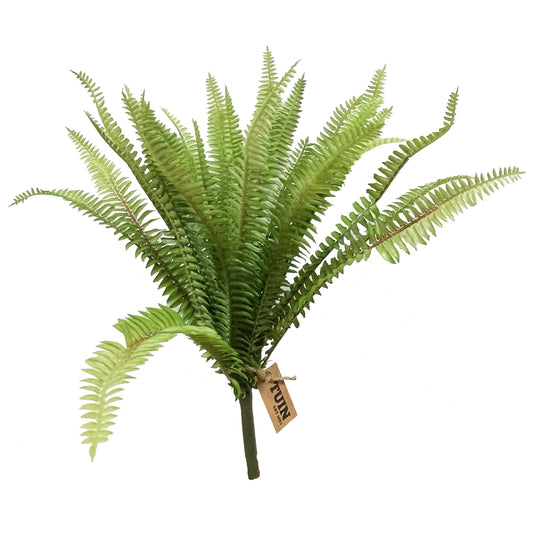 Boston Fern Bush