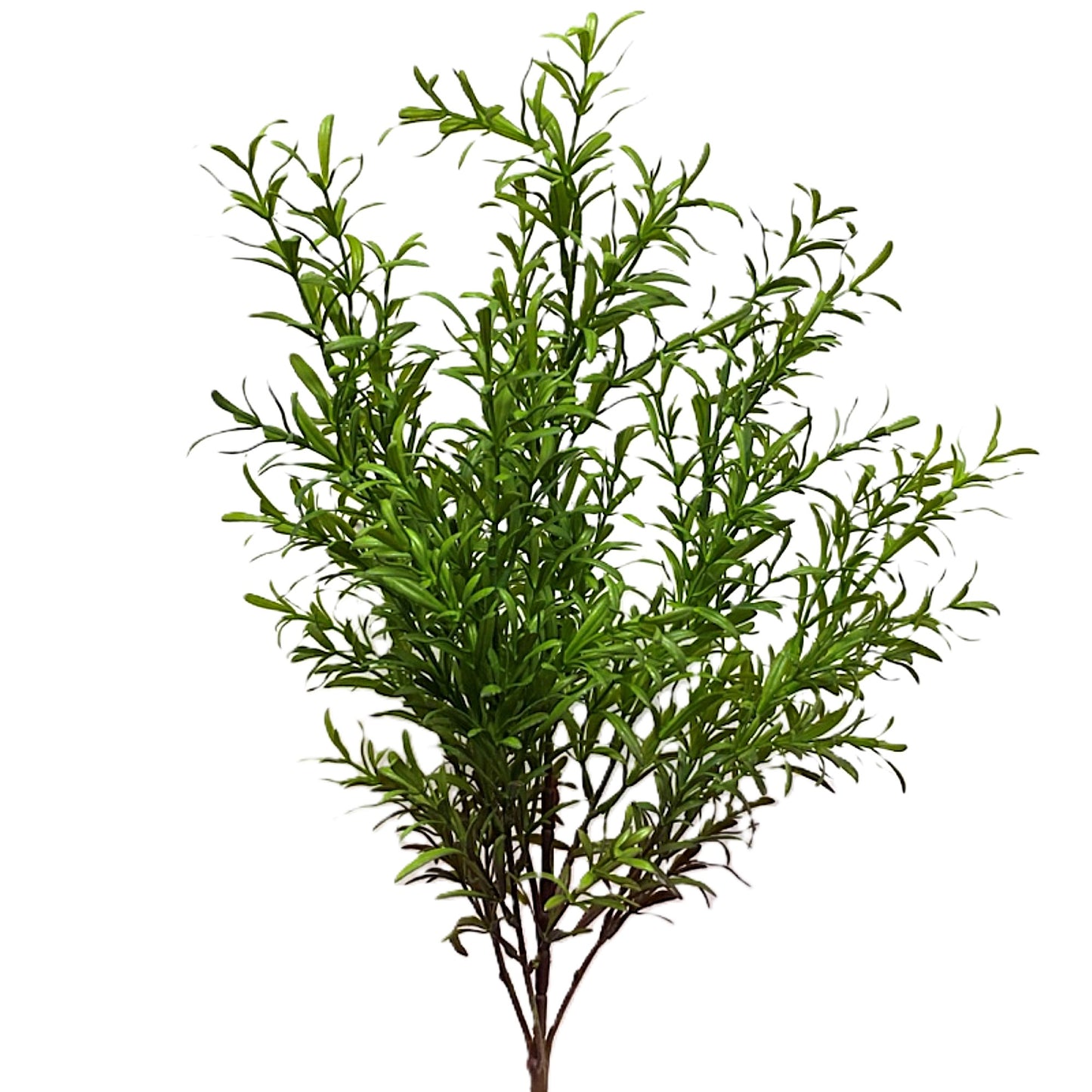 Rosemary Bush
