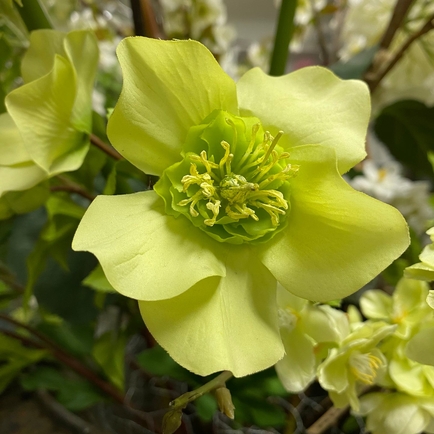 Hellebore - Light Green