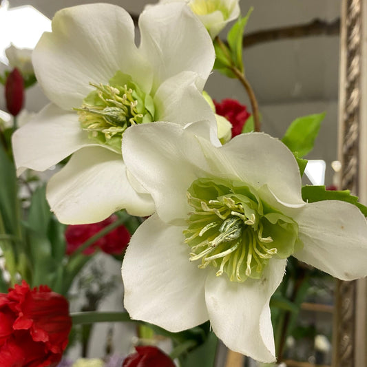 Hellebore - White