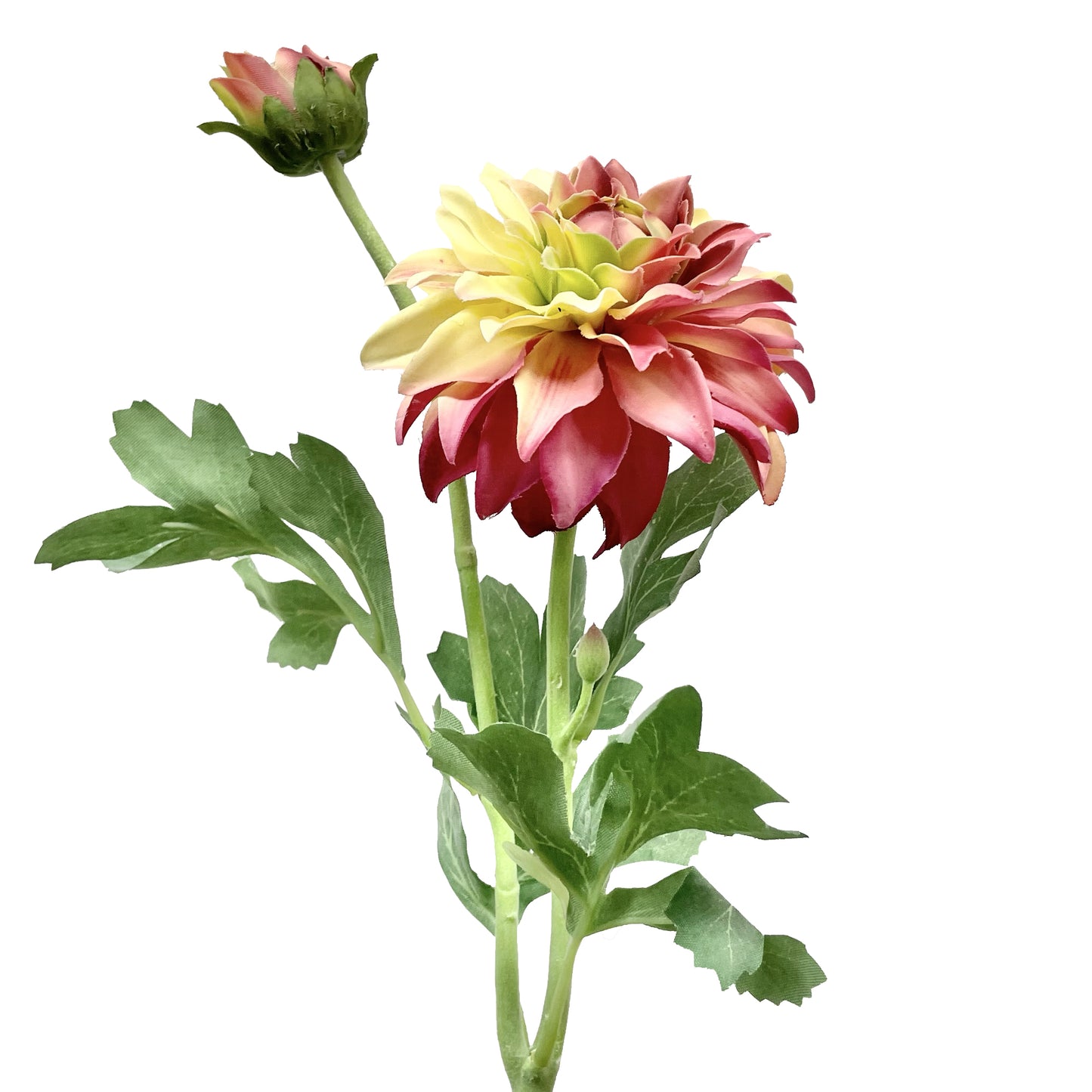 Dahlia Spray Fuchsia Cream