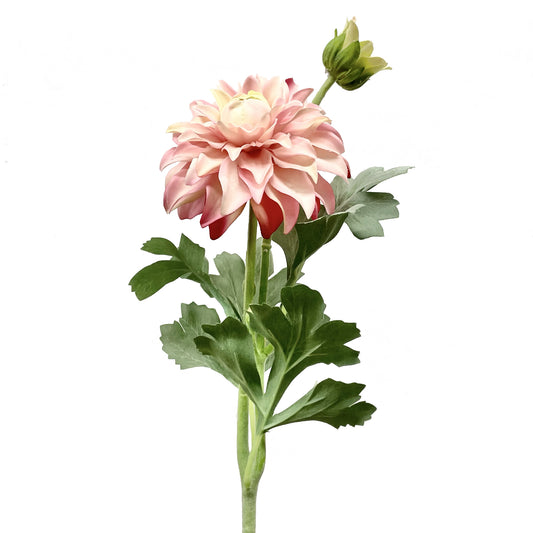 Spray Dahlia Crème Rose