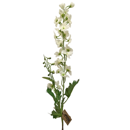 Delphinium Spray Blanc