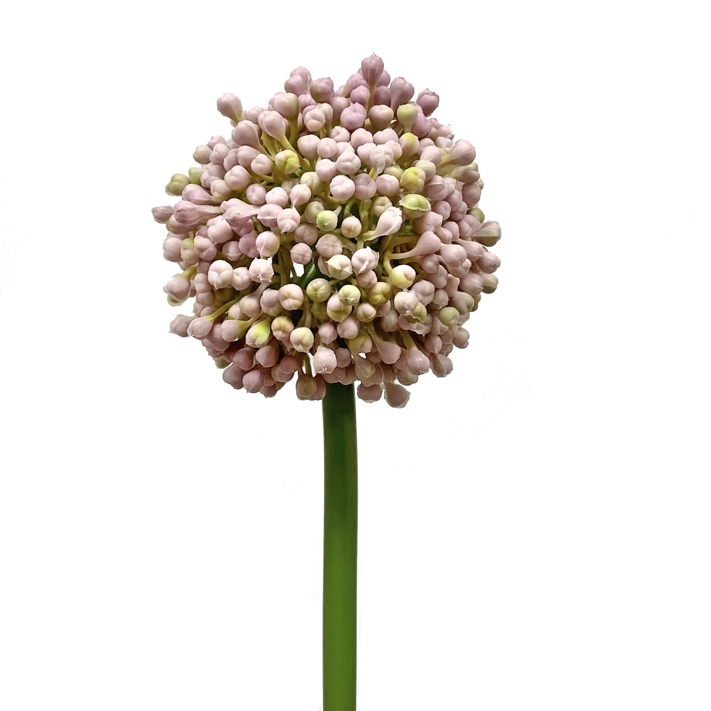 Allium Bud Spray Lavender