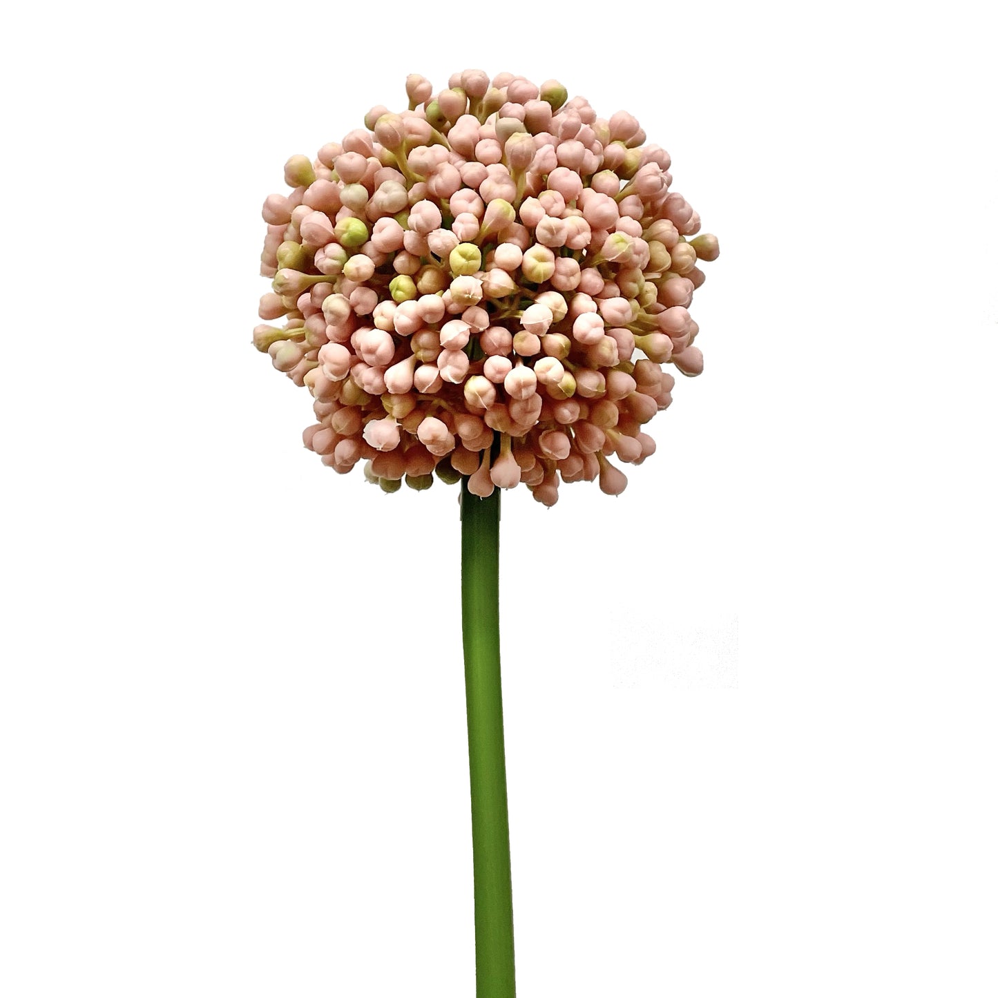 Spray de bourgeons d'allium rose