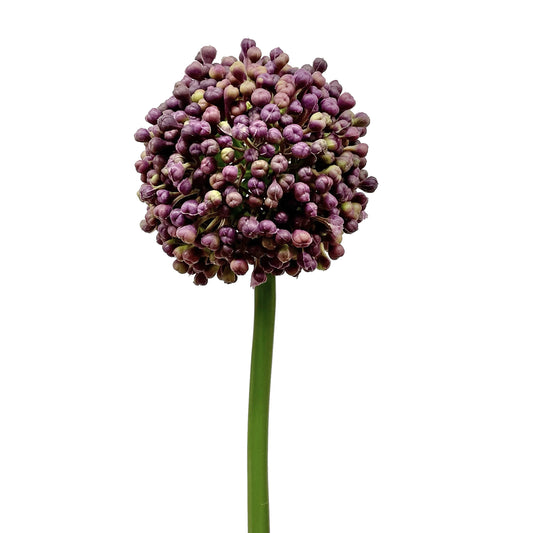 Allium Bud Spray Purple