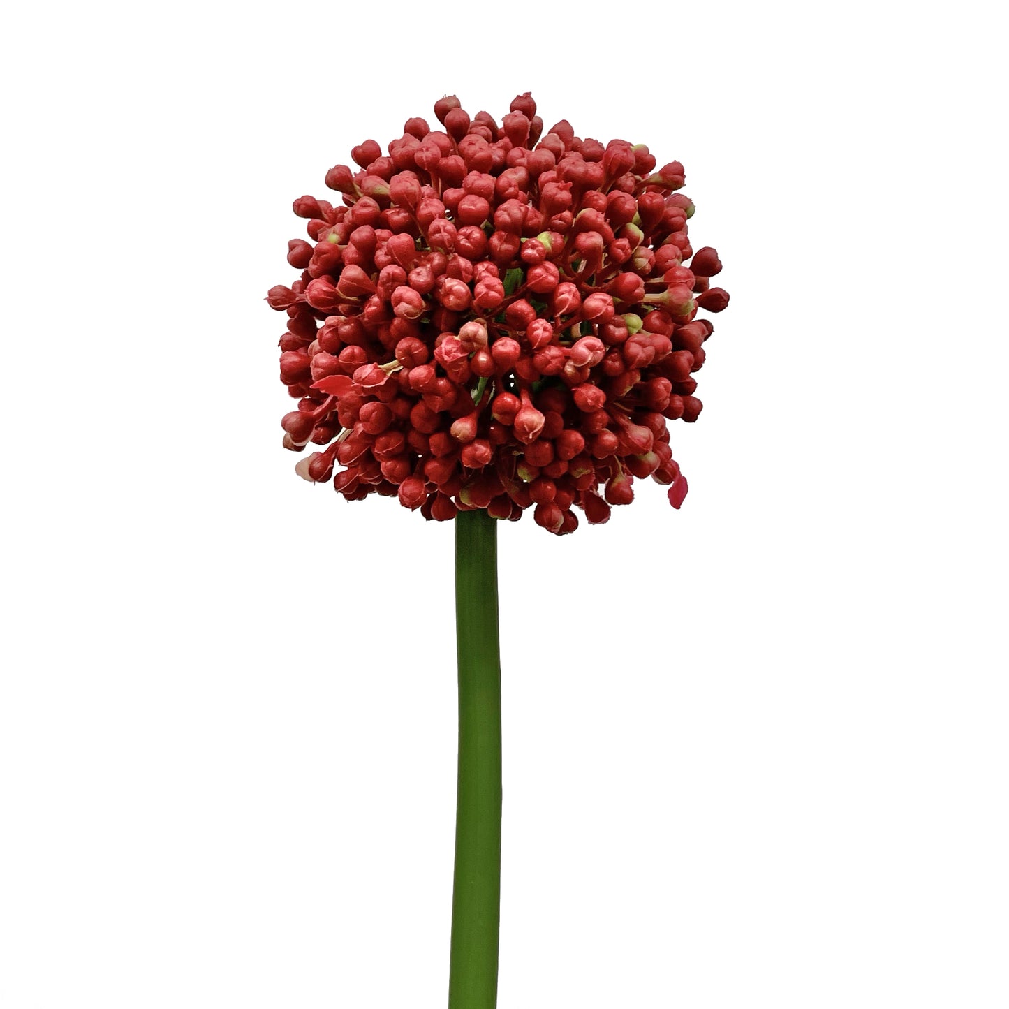 Allium Bud Spray Red