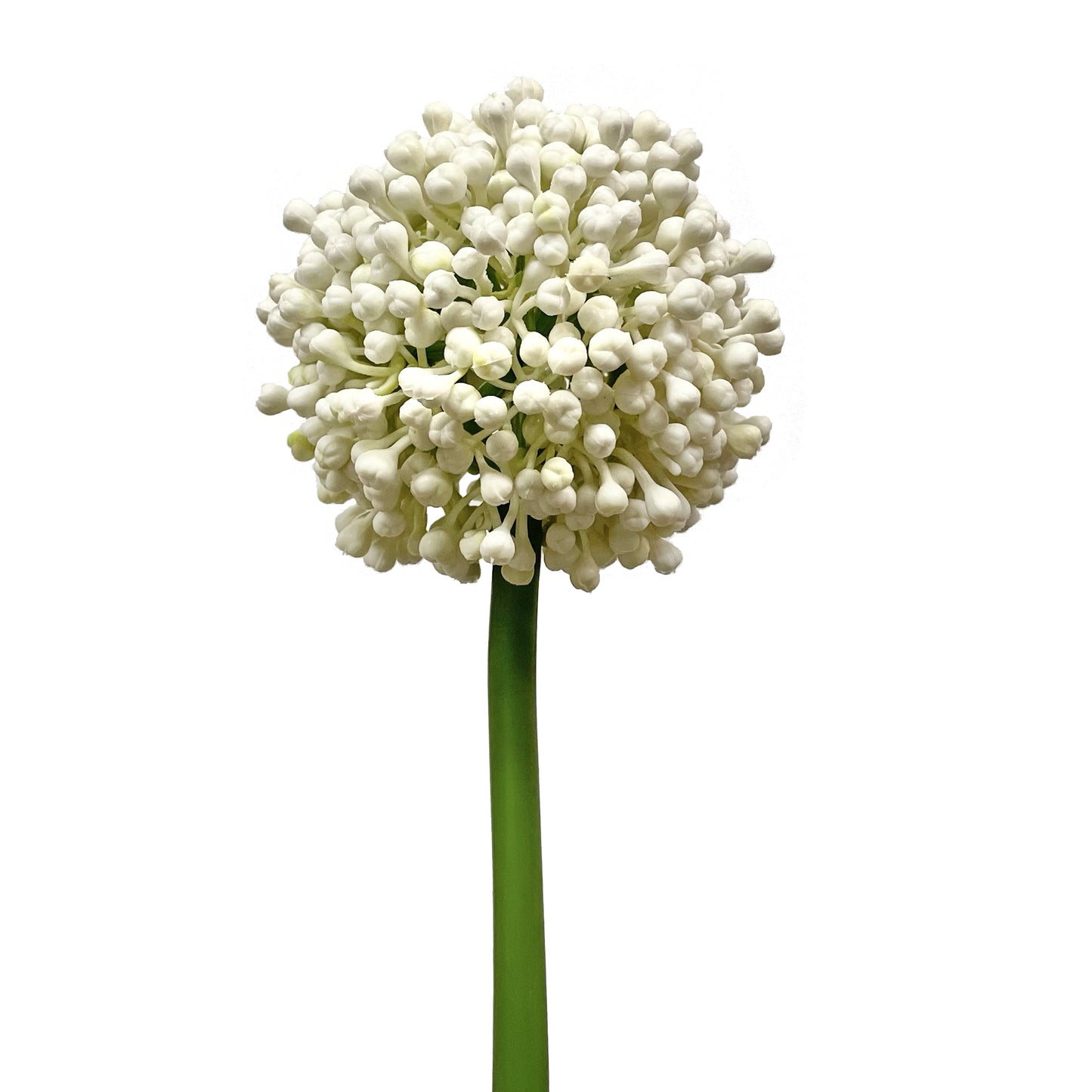 Allium Bud Spray White