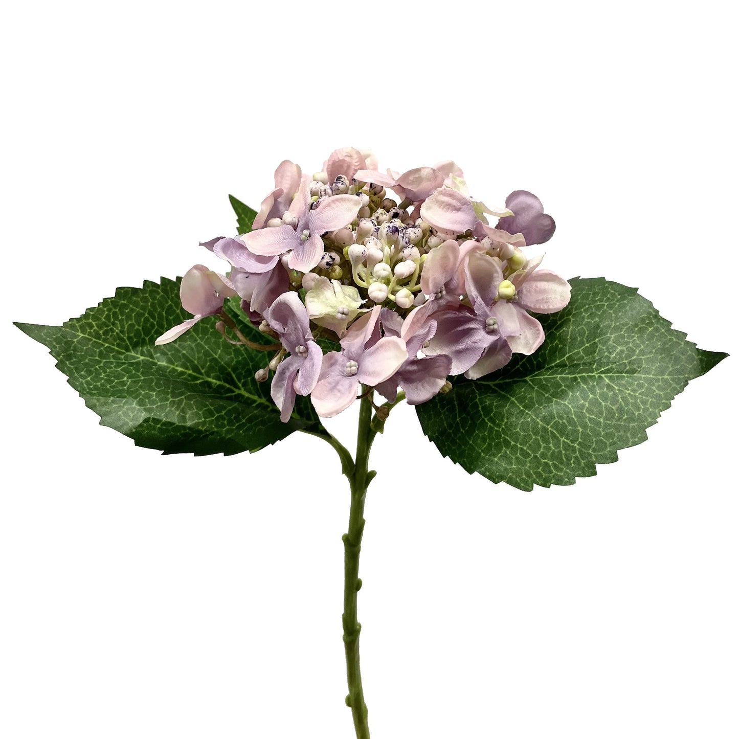 Hortensia en bourgeons, spray lavande