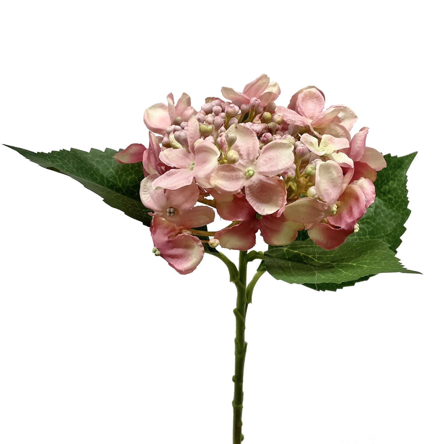 Hortensia en bourgeons en spray rose