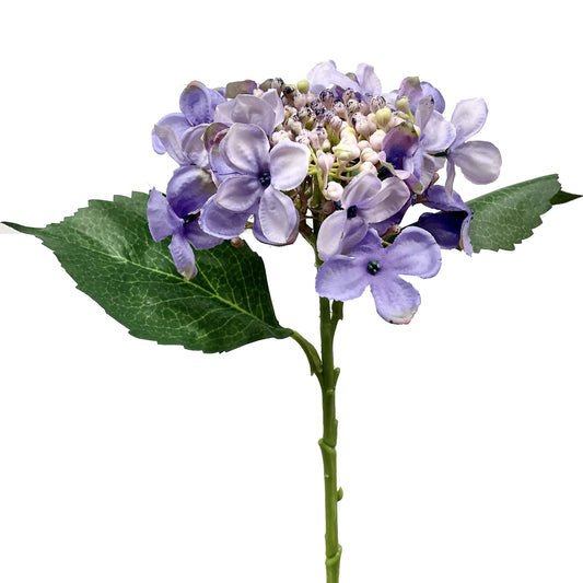 Hortensia en herbe en spray violet