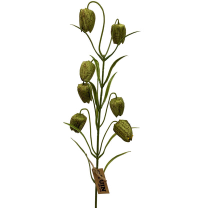 Fritillaria Spray Green