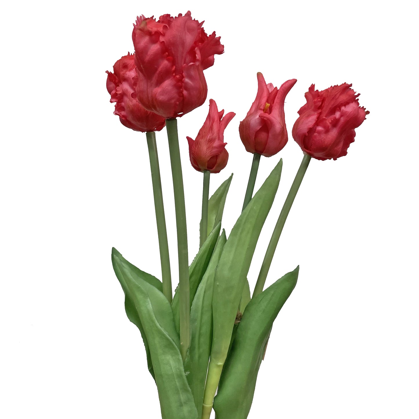 Parrot Tulip Bundle Dark Pink