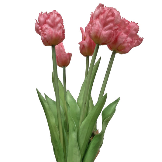 Parrot Tulip Bundle Light Pink