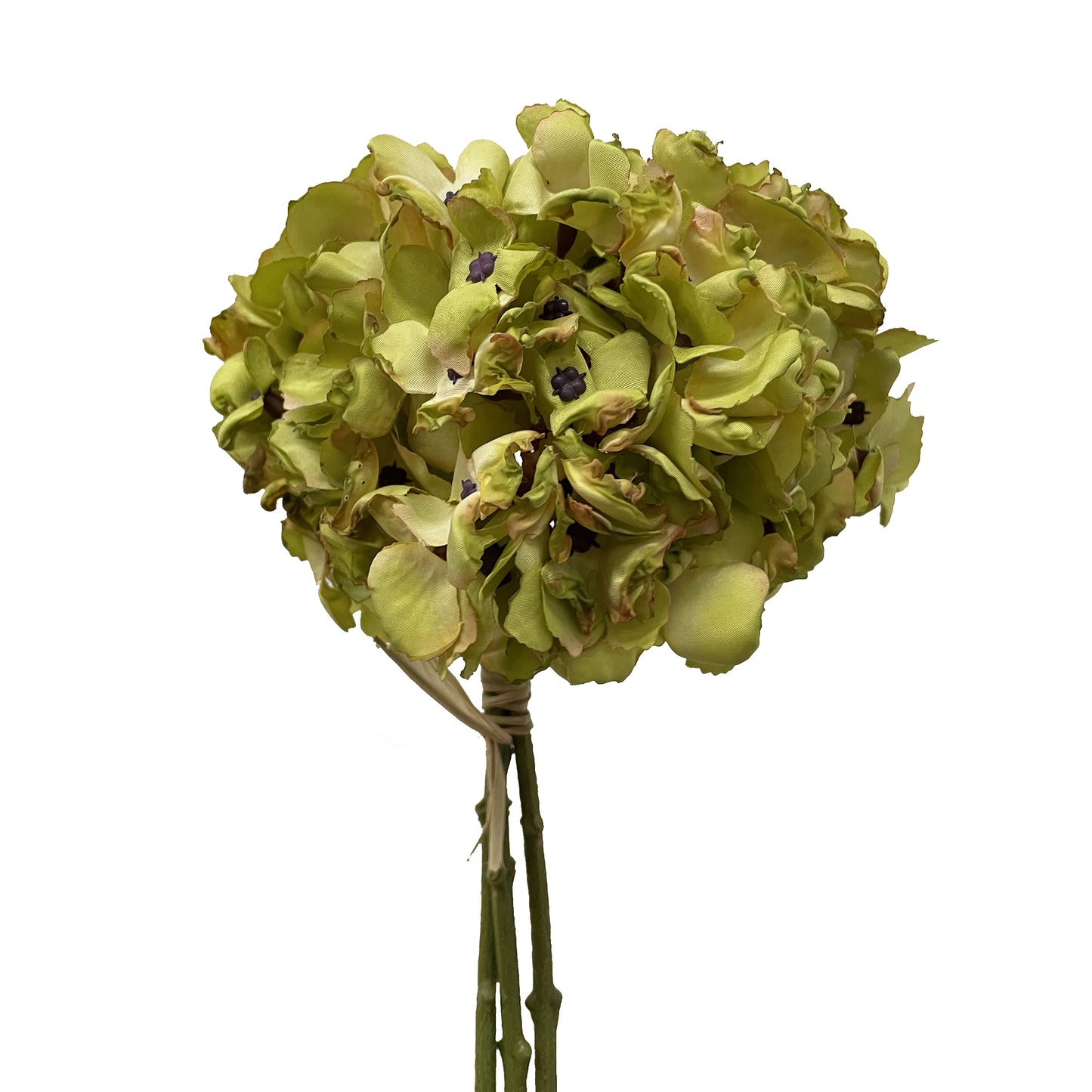 Dried Look Hydrangea - Light Green