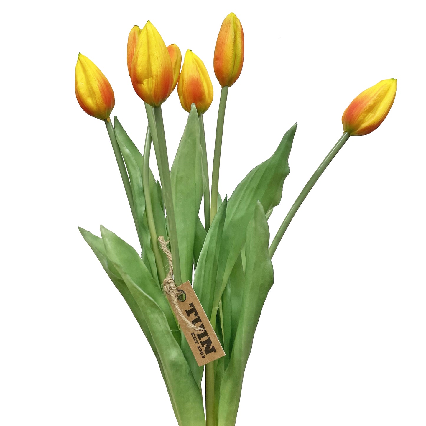 Tulip Bud Bundle Orange