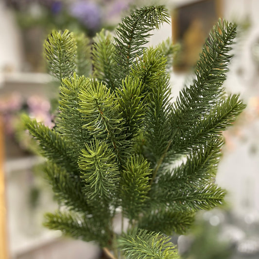 Noble Fir Bush