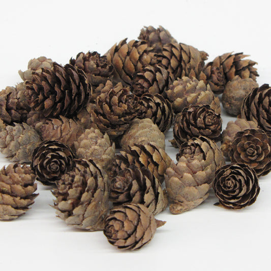 Black Spruce Cones