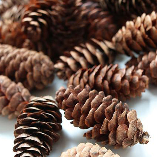 White Spruce Cones