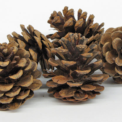 Red Pine Cones