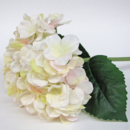 Hydrangea Large - Champagne