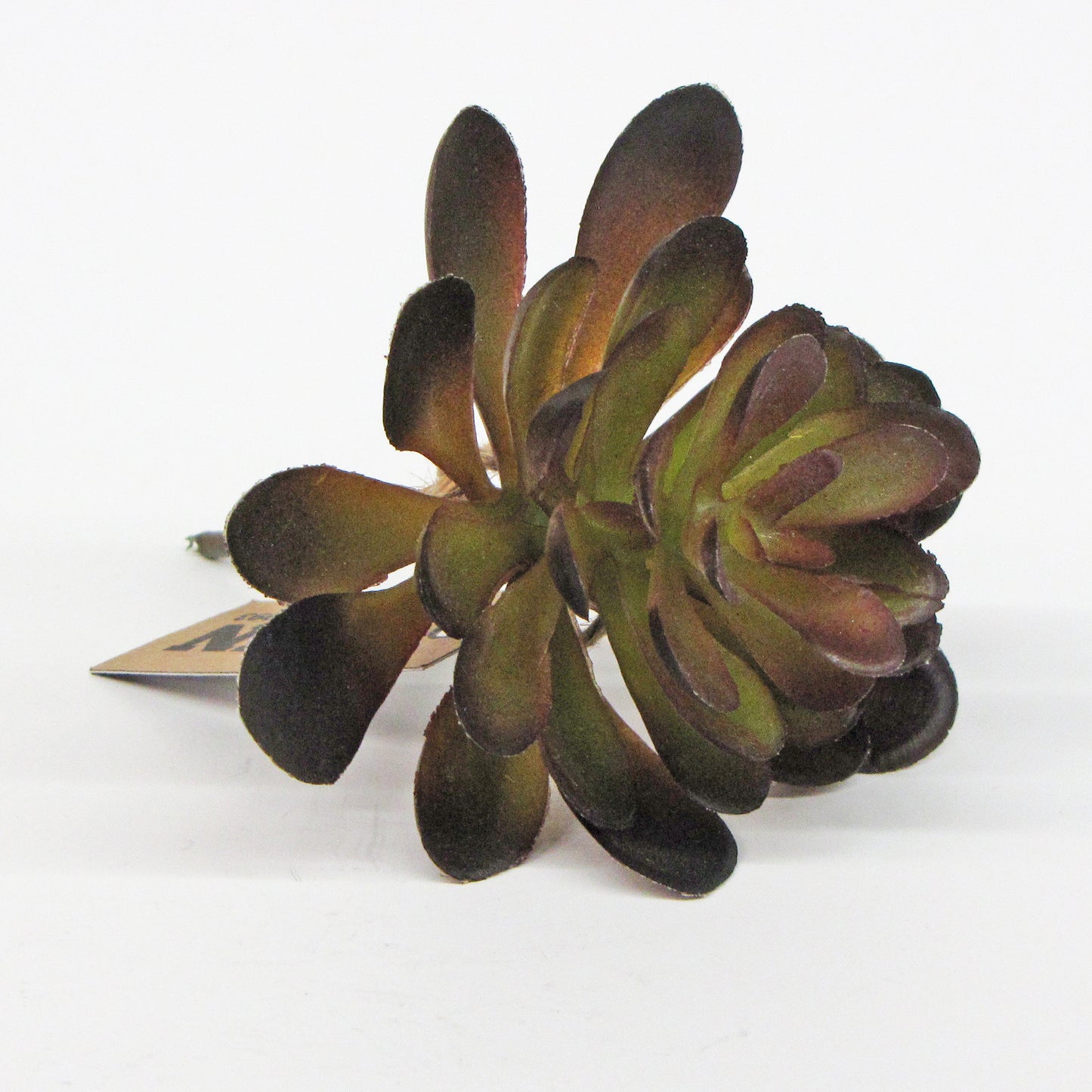 Petite succulente sombre