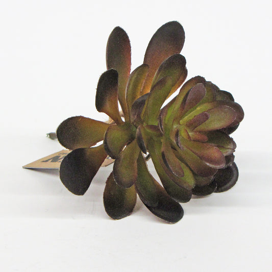 Small Dark Succulent