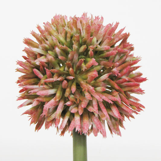 Pink Allium