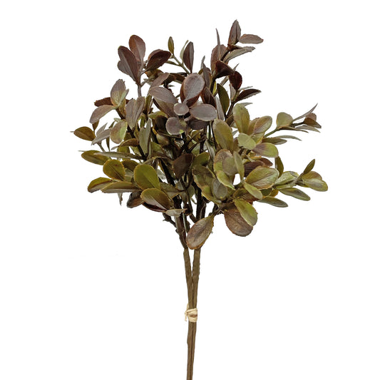 Boxwood Pick Dark