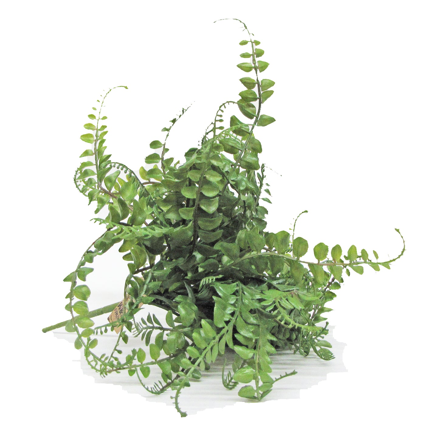 Fern Bush