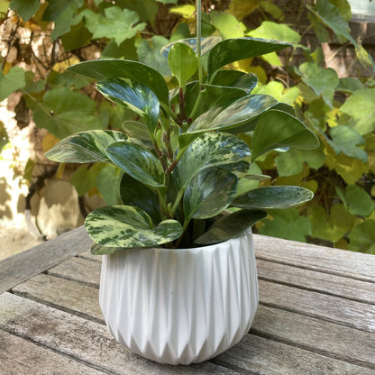 Jardinière blanche mate avec motif plissé