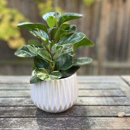 Matte White Planter With Pleated Design