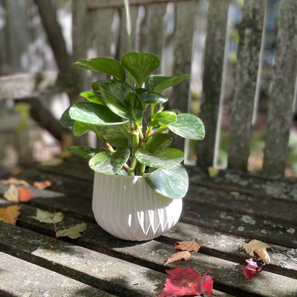 Matte White Planter With Pleated Design