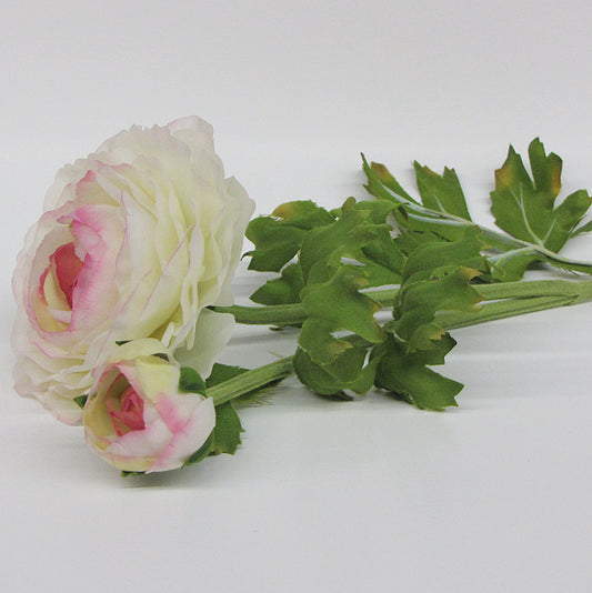 Ranunculus - Cream/Pink