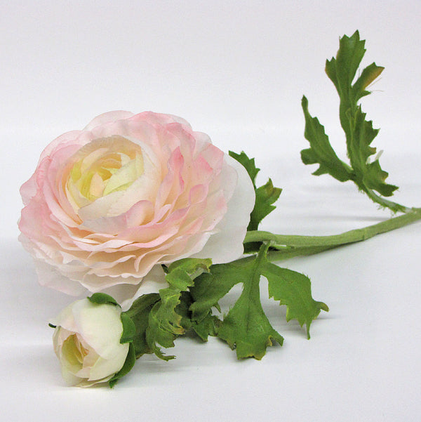 Ranunculus - Light Pink