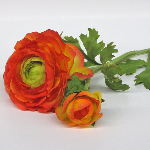 Ranunculus - Orange