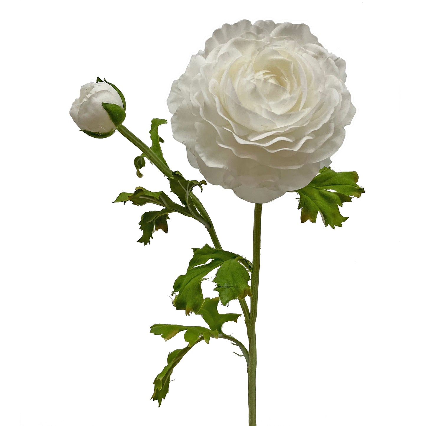 Ranunculus - White