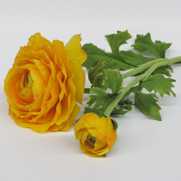 Ranunculus - Yellow